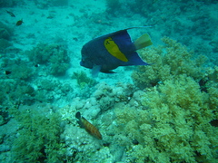 Pomacanthus maculosus