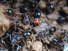 Pselaphinae