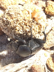 Scarabaeus convexus