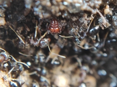 Pselaphinae