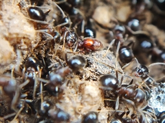 Pselaphinae