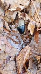 Tolypocladium longisegmentatum