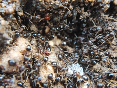 Pselaphinae