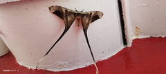 Copiopteryx