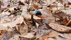 Tolypocladium longisegmentatum