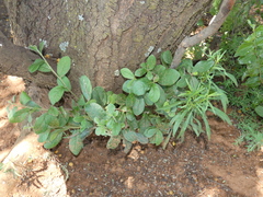 Diospyros lycioides