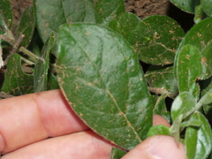 Diospyros lycioides