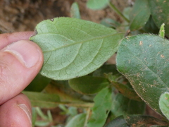 Diospyros lycioides