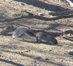 Sciurus arizonensis