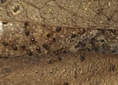 Monomorium floricola
