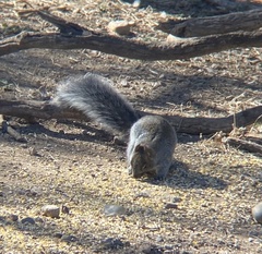 Sciurus arizonensis