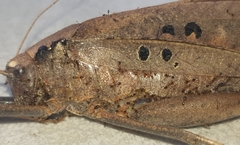 Monomorium floricola