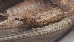 Monomorium floricola