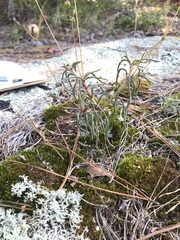 Phemeranthus mengesii