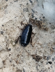 Loboptera canariensis