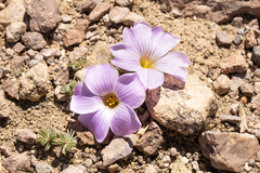 Oxalis adenophylla