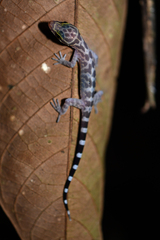 Cyrtodactylus