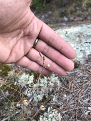 Phemeranthus mengesii