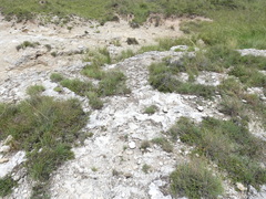 Pentzia calcarea