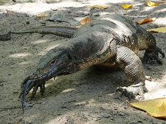 Varanus salvator macromaculatus