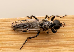 Bibio albipennis