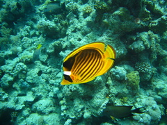 Chaetodon fasciatus