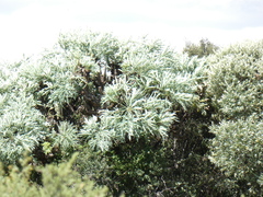 Cussonia paniculata sinuata