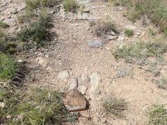 Heteropogon contortus