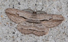 Scioglyptis loxographa