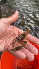 Macrobrachium faustinum