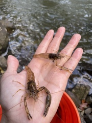Macrobrachium faustinum