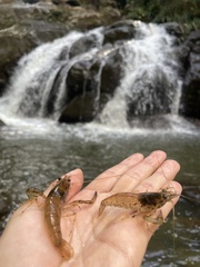 Macrobrachium faustinum