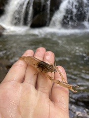 Macrobrachium faustinum