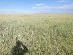 Urochloa panicoides