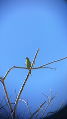 Brotogeris versicolurus