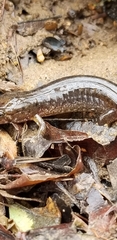 Desmognathus conanti