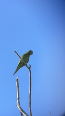 Brotogeris versicolurus