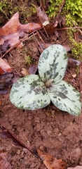 Trillium decumbens