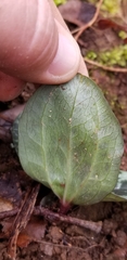 Trillium decumbens