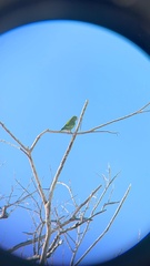 Brotogeris versicolurus