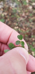 Medicago lupulina
