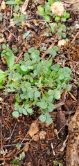 Medicago lupulina