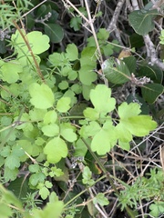 Clematis pauciflora