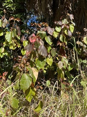 Acalypha wilkesiana