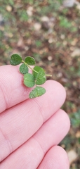 Medicago lupulina