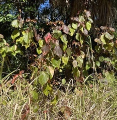 Acalypha wilkesiana