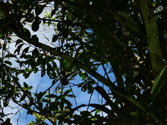 Chrysolampis mosquitus
