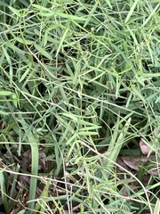 Vicia acutifolia