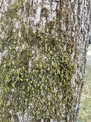 Dendroalsia abietina