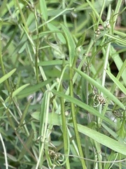 Vicia acutifolia